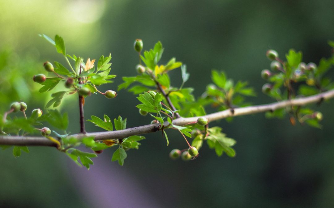 ¡Comprometidos con un futuro más verde!